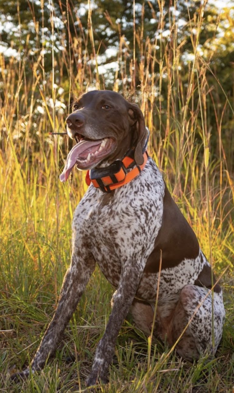 Brüs, GSP with orange collar, Nebraska field portrait.