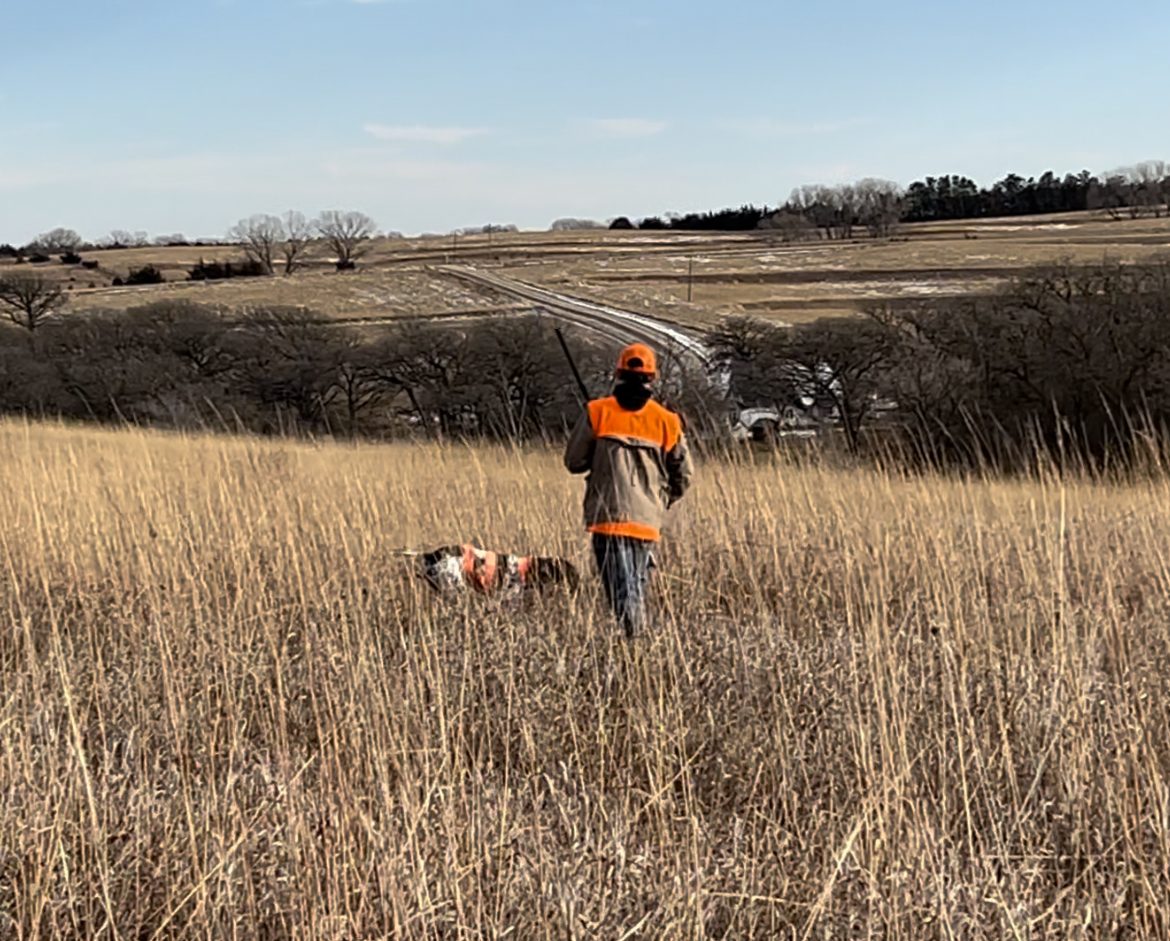 Hunter in blaze orange walking a Nebraska grass field with a German Shorthaired Pointer ahead in cover.