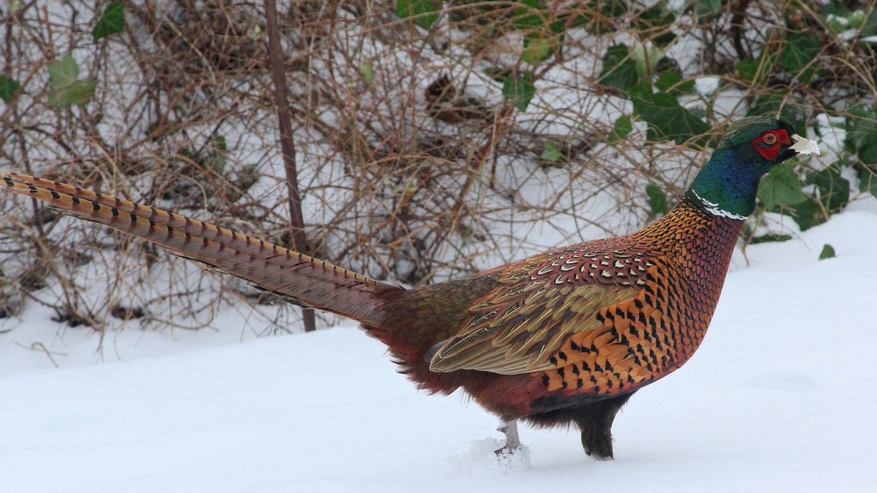 A ring-necked rooster pheasant walking across fresh snow in front of a tangle of bare brush.