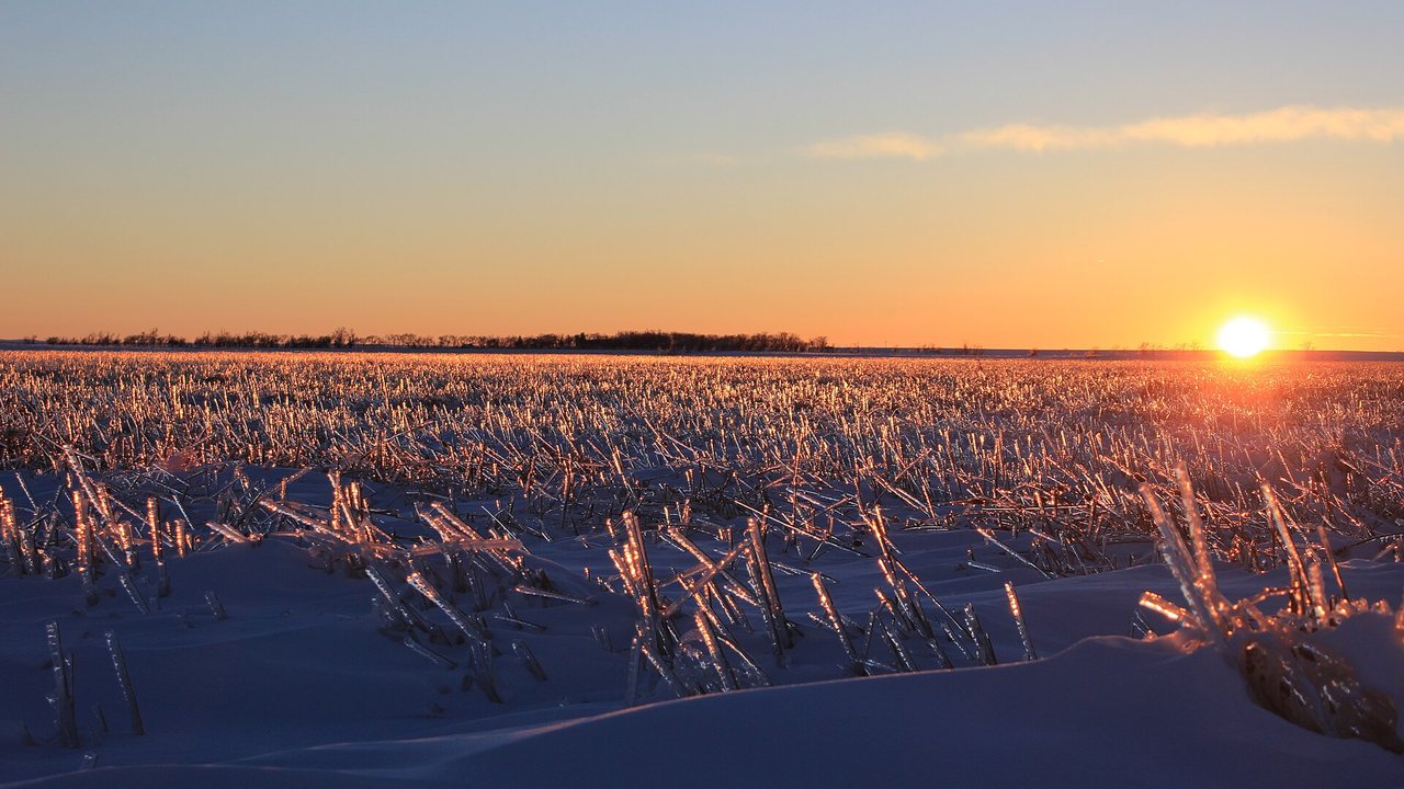 Ice-coated cattails and wetland grass glowing at sunset over snow in the Kulm Wetland Management District, North Dakota.