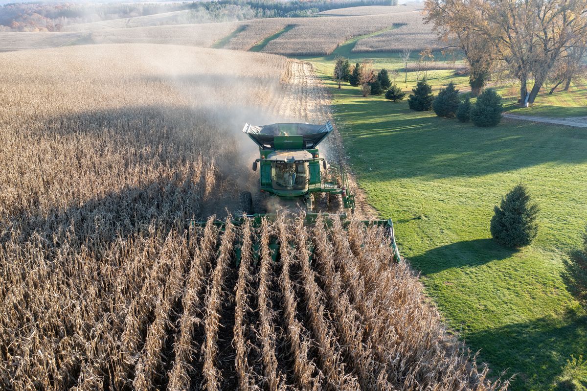Aerial view of a green combine harvesting a dry cornfield in autumn, with mown grass, evergreens, and bare trees along the edge.
