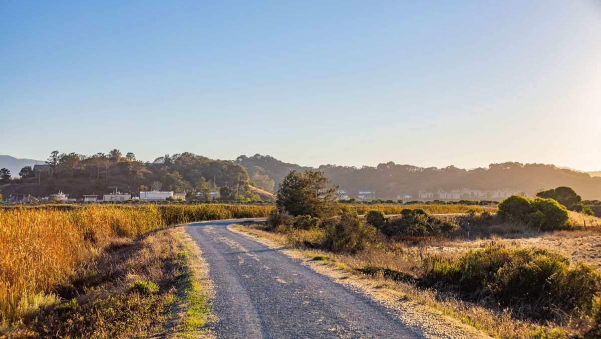 Gravel country road curving between golden grass and brush at low autumn light.