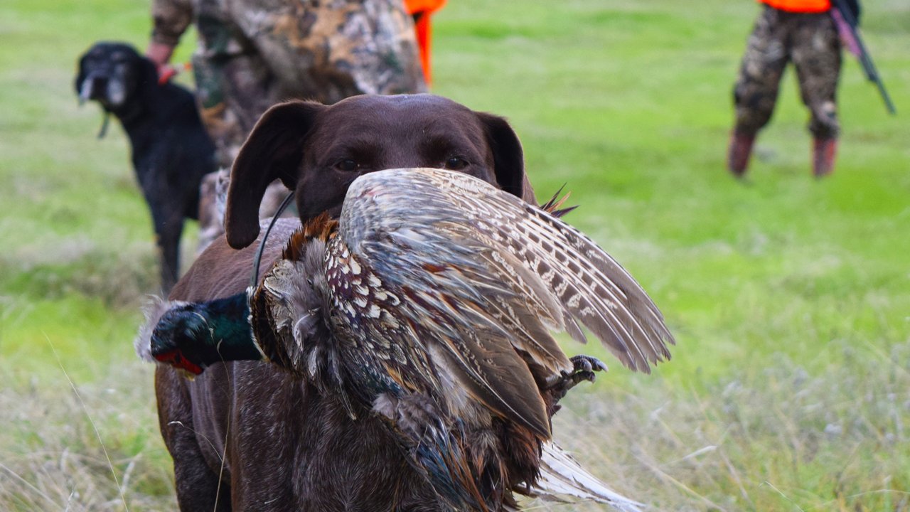 German shorthaired pointer retrieving a rooster pheasant in a grassy field while hunters in blaze orange wait with muzzles down in the background.