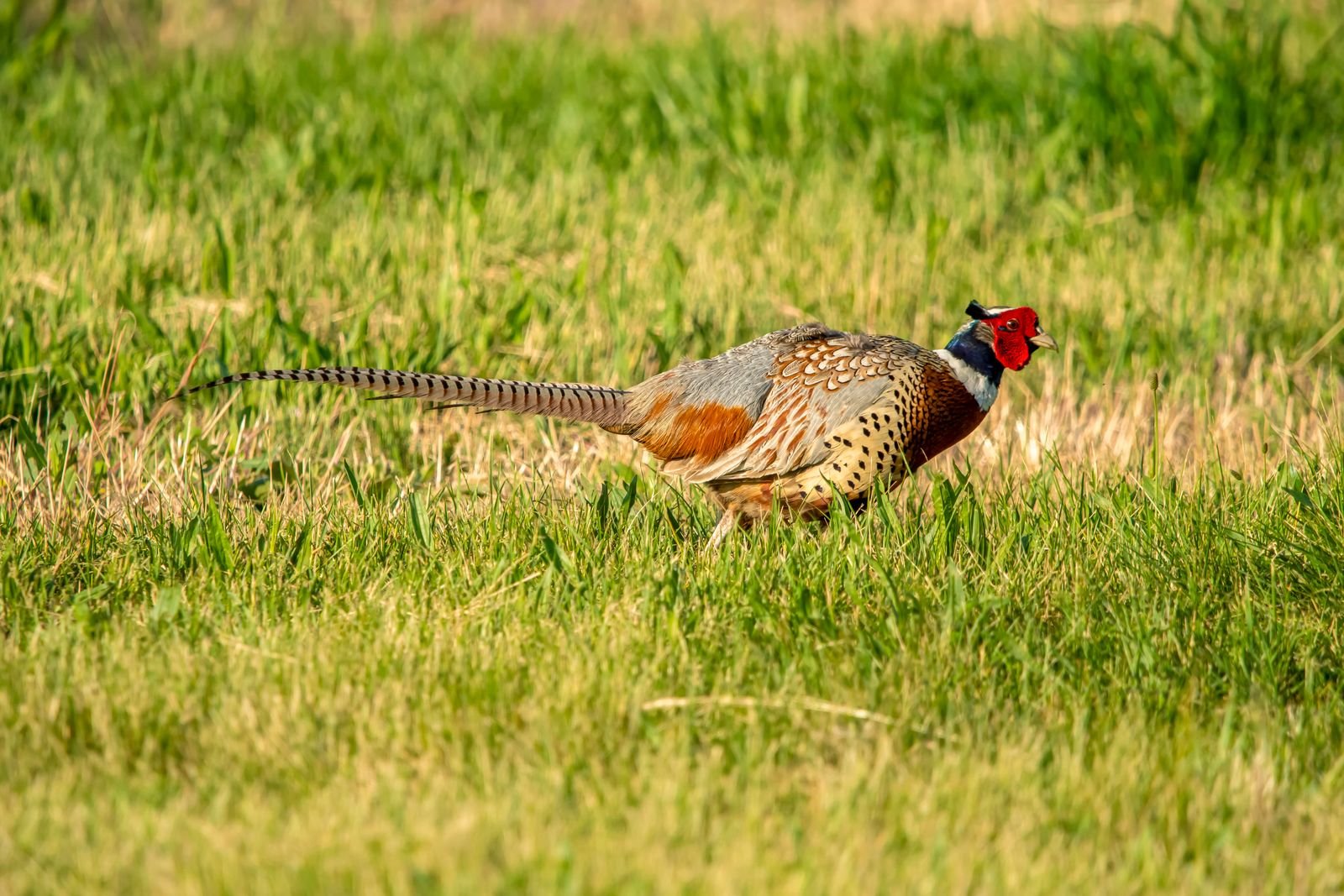 Ring-necked pheasant walking through tall prairie grass at low light.