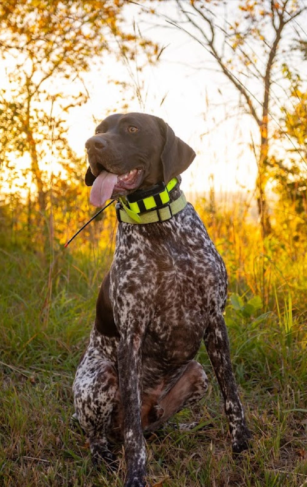 Karl, GSP with green collar, Nebraska field portrait.